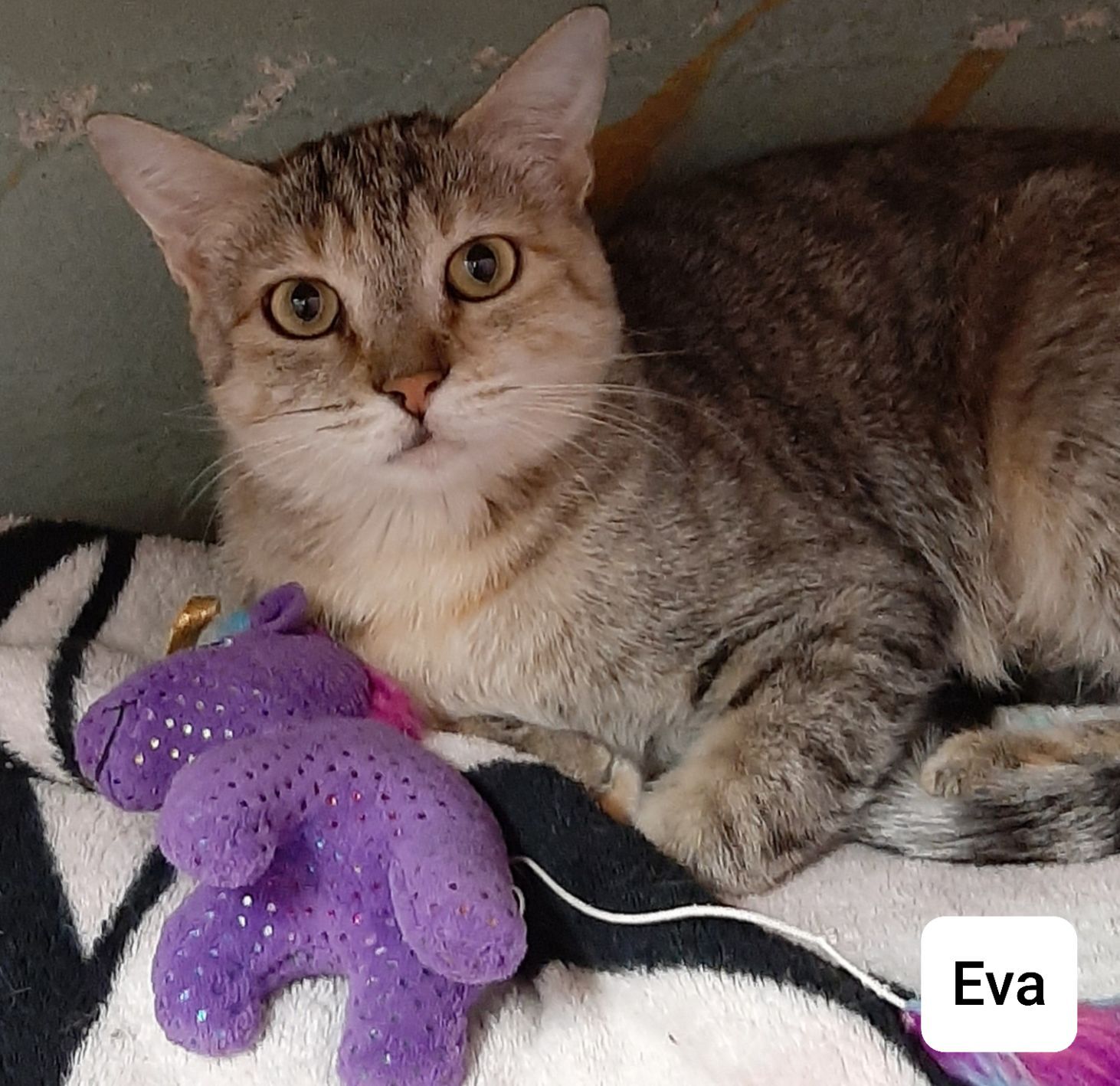 Adopt a friend: Eva